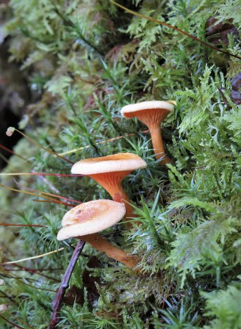 IMG_5492x_Hygrophoropsis aurantiaca